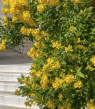 ⁦تكوما أصفر (Yellow Tecoma)⁩ - الصورة ⁦2⁩