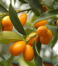 ⁦كمكوات (Kumquat)⁩ - الصورة ⁦2⁩