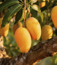 ⁦مانجو عميري (Ameeri Mango)⁩ - الصورة ⁦2⁩
