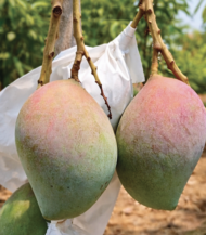 ⁦مانجو برزيدنت (President Mango)⁩ - الصورة ⁦2⁩
