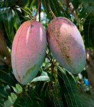 ⁦مانجو كيت (Keitt Mango)⁩ - الصورة ⁦2⁩