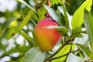 ⁦مانجو أوستن (Osteen Mango)⁩ - الصورة ⁦2⁩