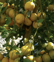 ⁦بالنج (Citron)⁩ - الصورة ⁦2⁩