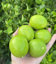 ⁦ليمون عماني (Omani Lime)⁩ - الصورة ⁦2⁩