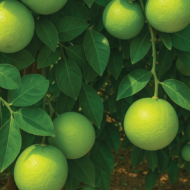 ⁦صفرجل عماني (Omani Quince)⁩ - الصورة ⁦2⁩