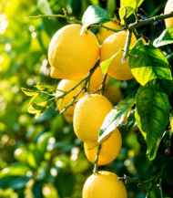 ⁦ليمون أضاليا (Adalia Lemon)⁩ - الصورة ⁦2⁩
