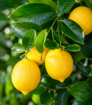 ⁦ليمون ماير (Meyer Lemon)⁩ - الصورة ⁦2⁩