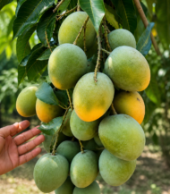 ⁦مانجو قراط (Qarat Mango)⁩ - الصورة ⁦2⁩
