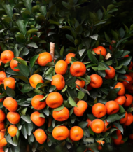 ⁦يوسفي صيني (Chinese Sour Mandarin)⁩ - الصورة ⁦2⁩